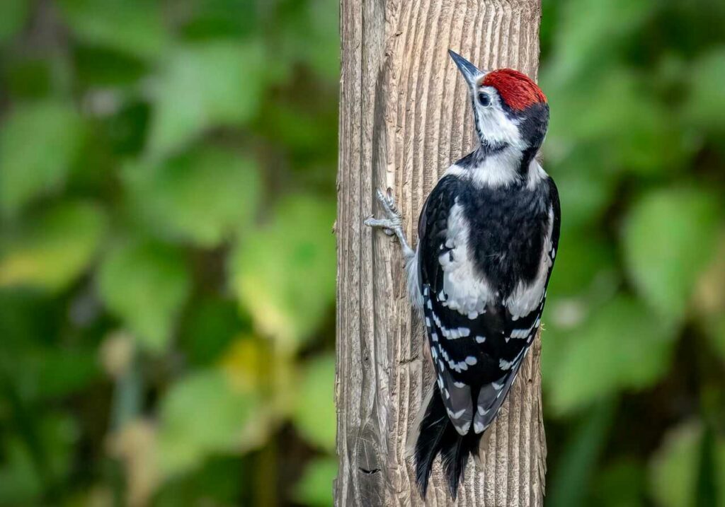 Great Spotted Woodpecker