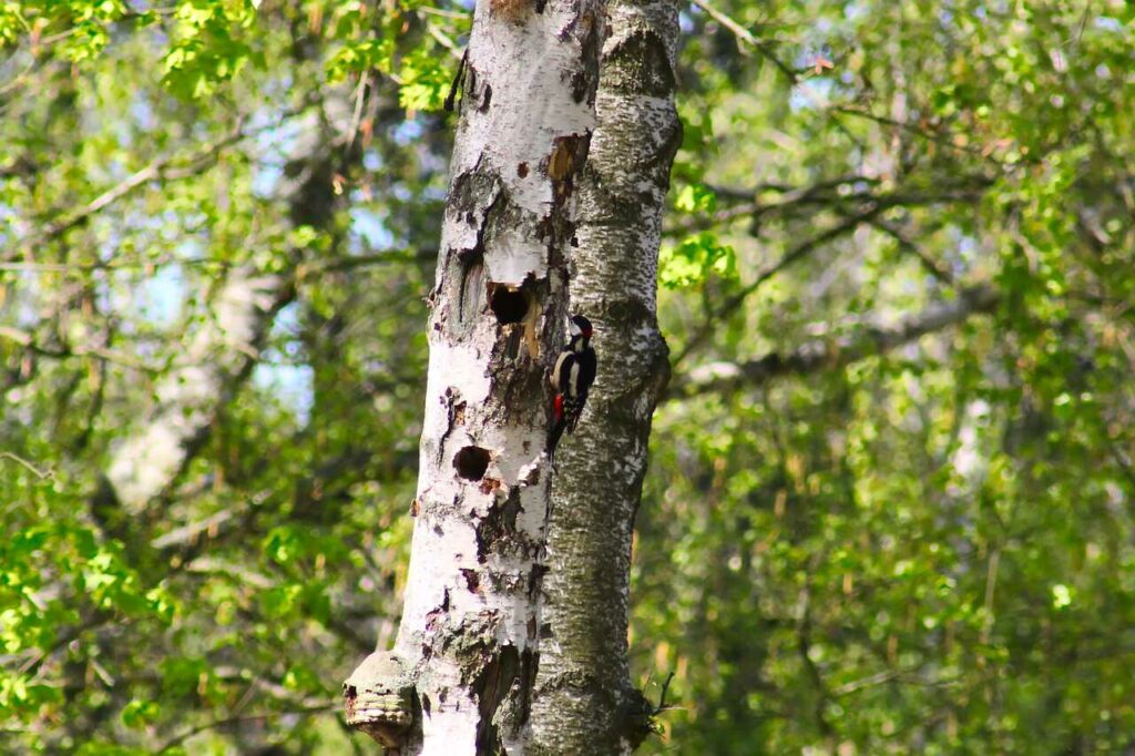 Great Spotted Woodpecker