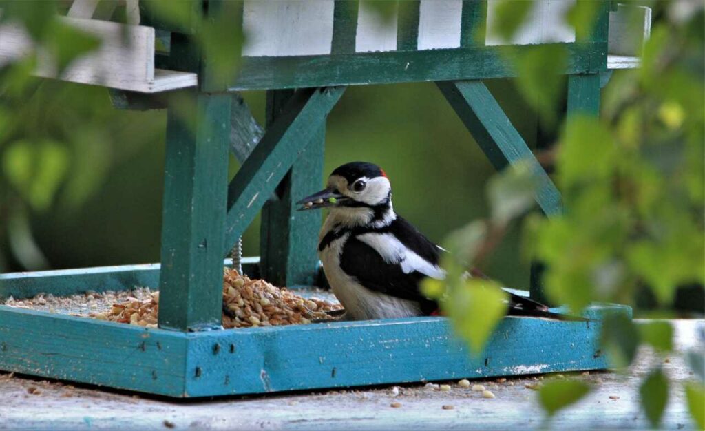 Great Spotted Woodpecker