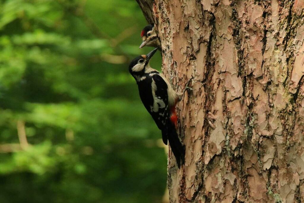 Great Spotted Woodpecker