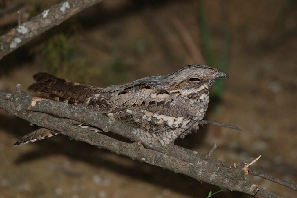 Grey Nightjar