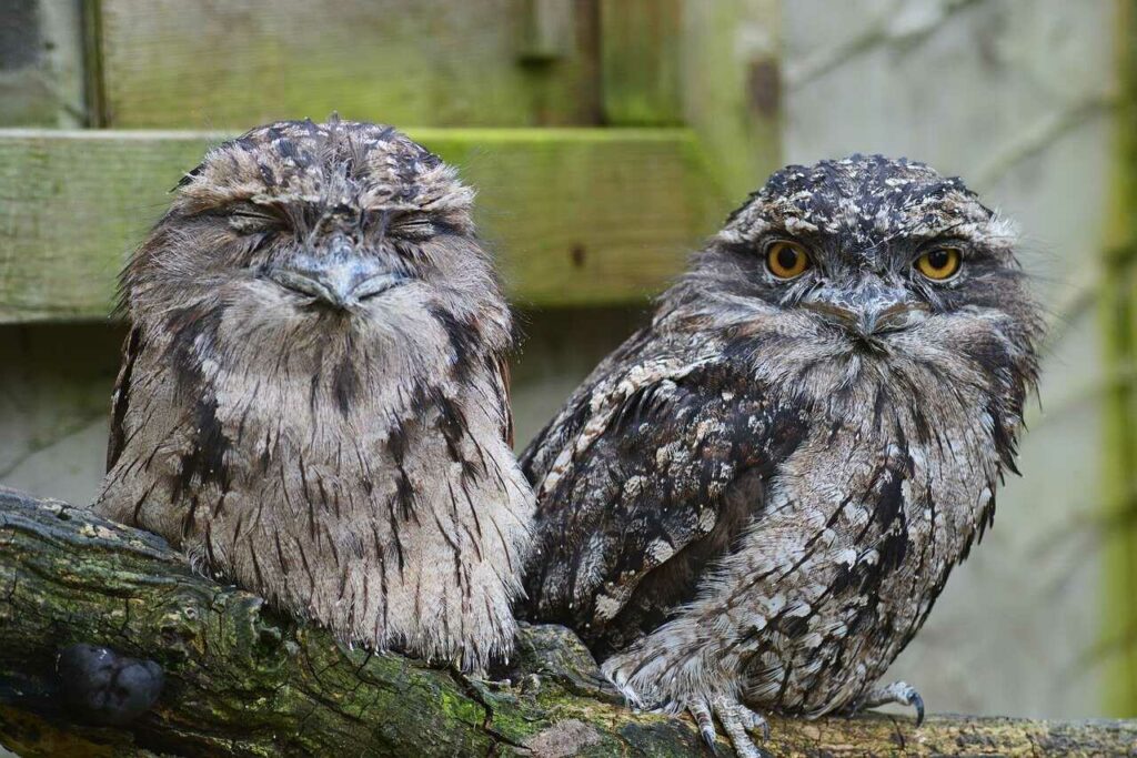 Grey Nightjar