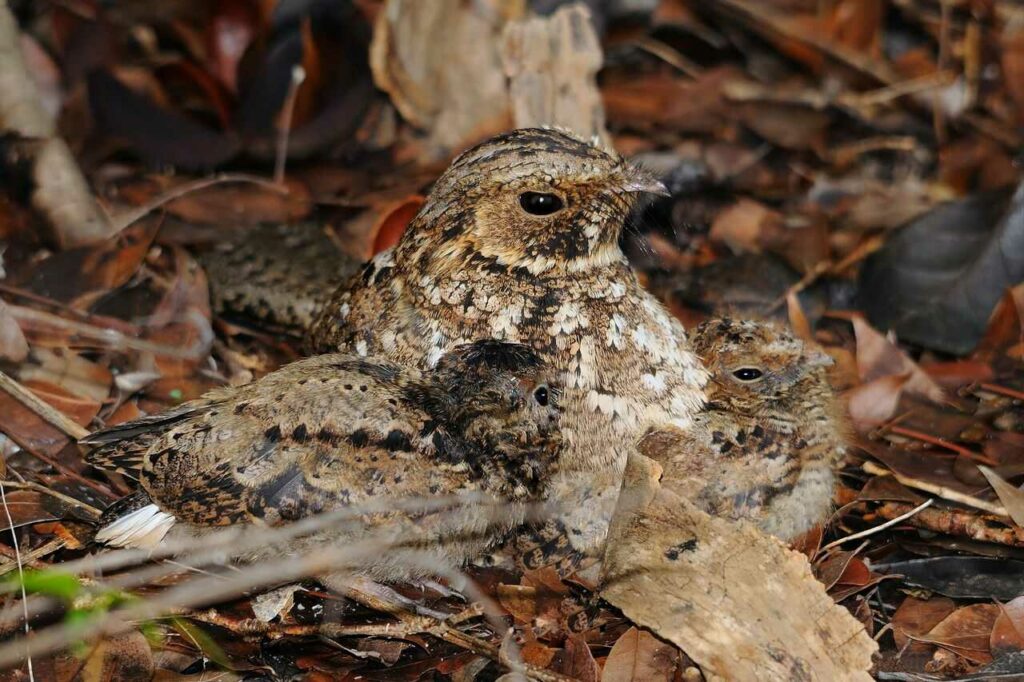 Grey Nightjar