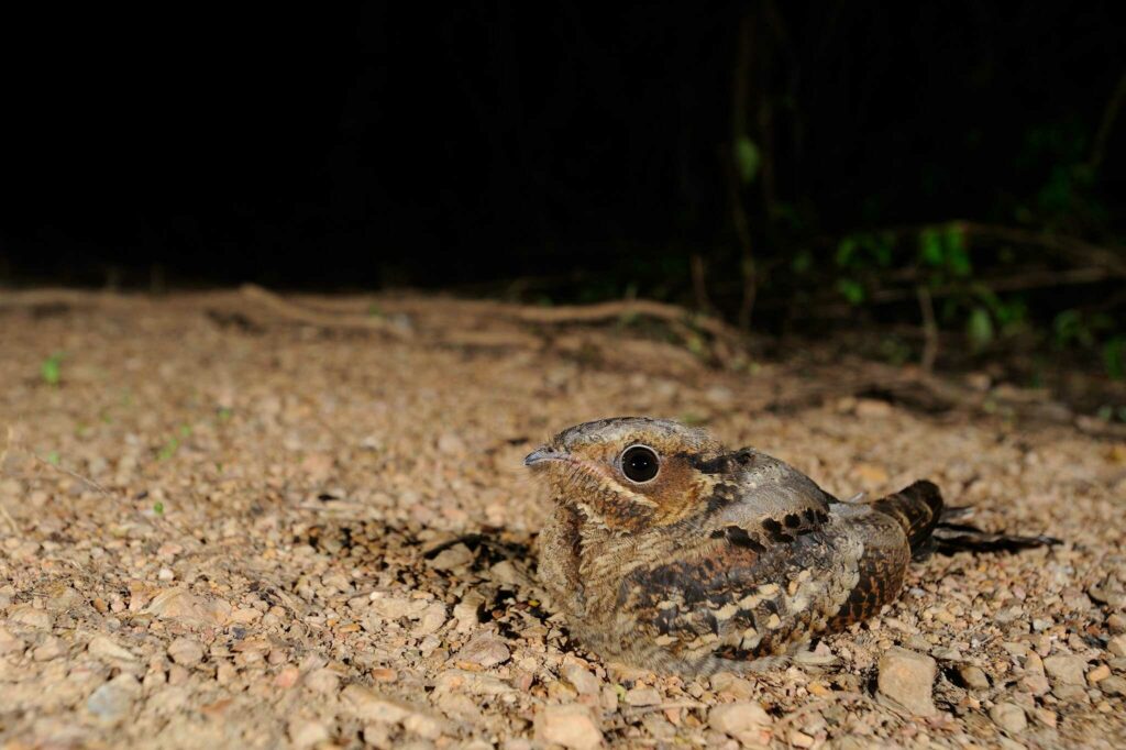 Grey Nightjar