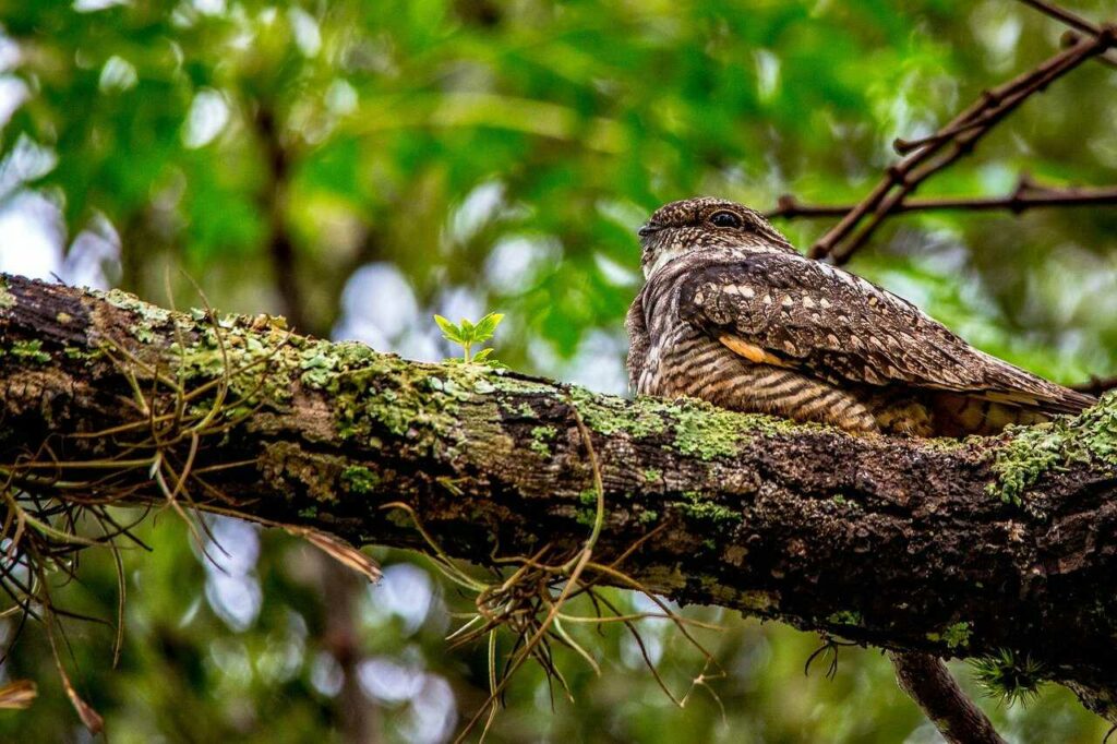 Grey Nightjar