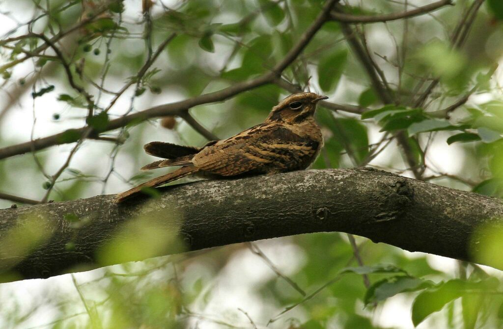 Grey Nightjar