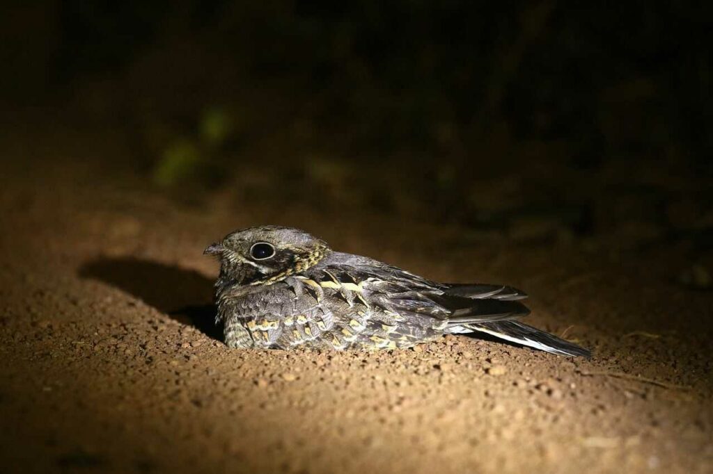 Grey Nightjar