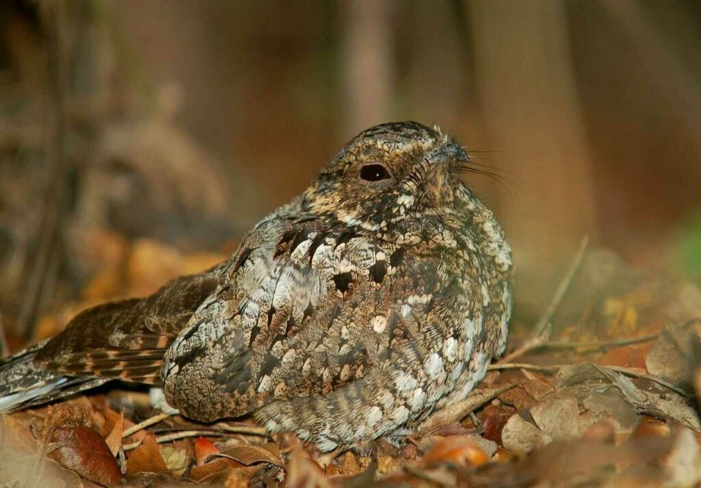 Grey Nightjar