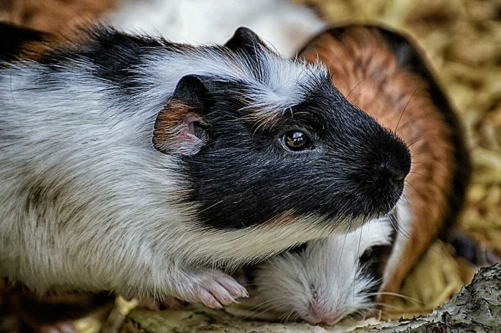 Guinea Pig