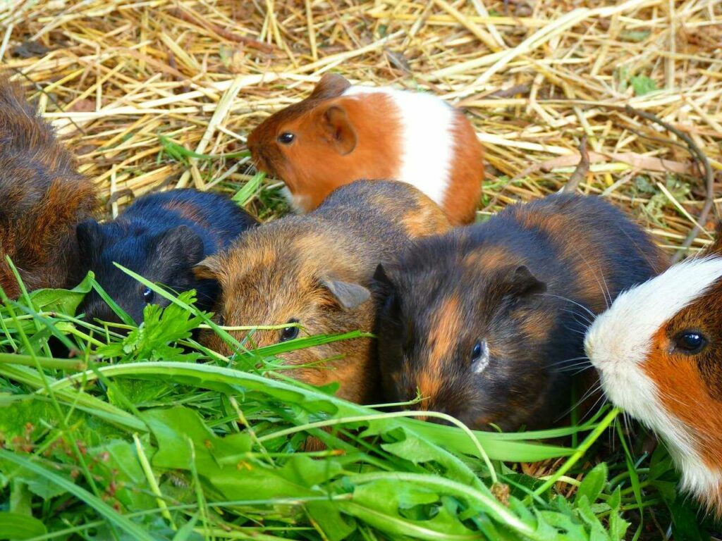 Guinea Pig