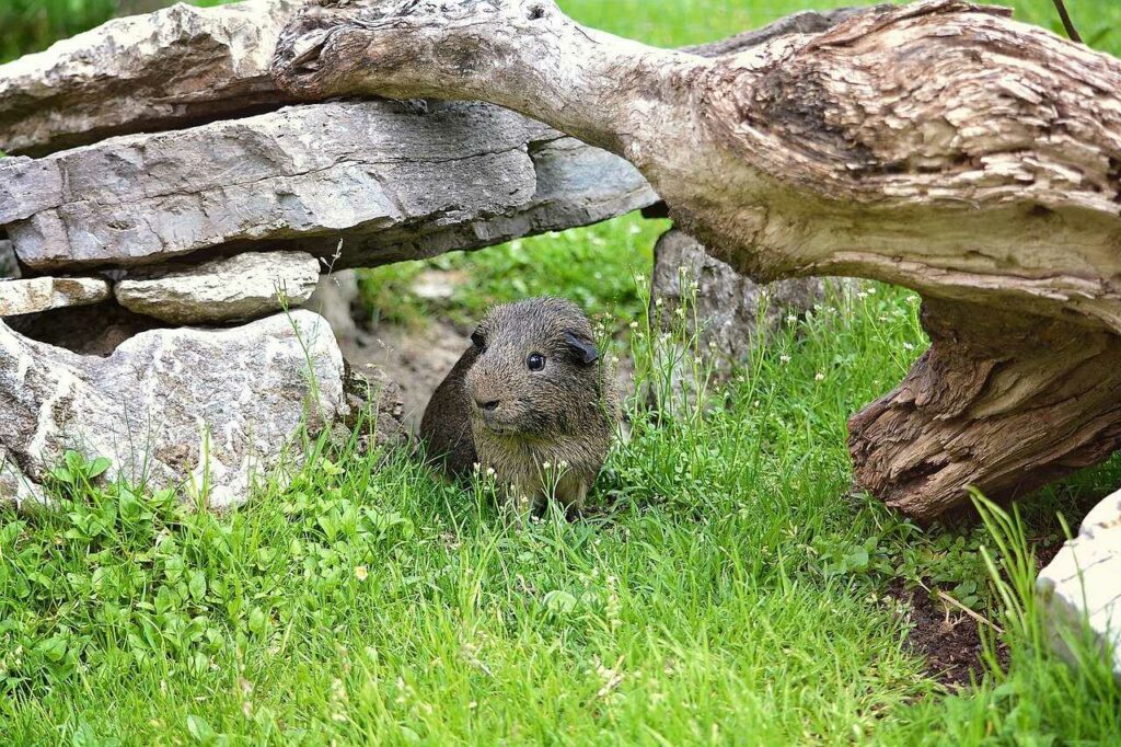 Guinea Pig