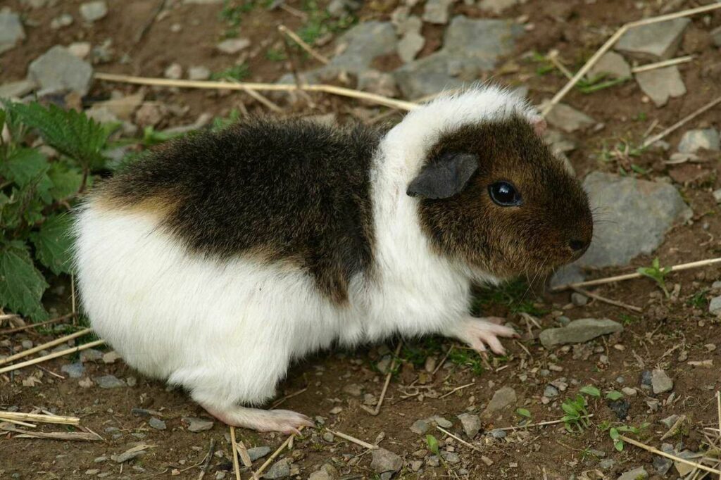 Guinea Pig