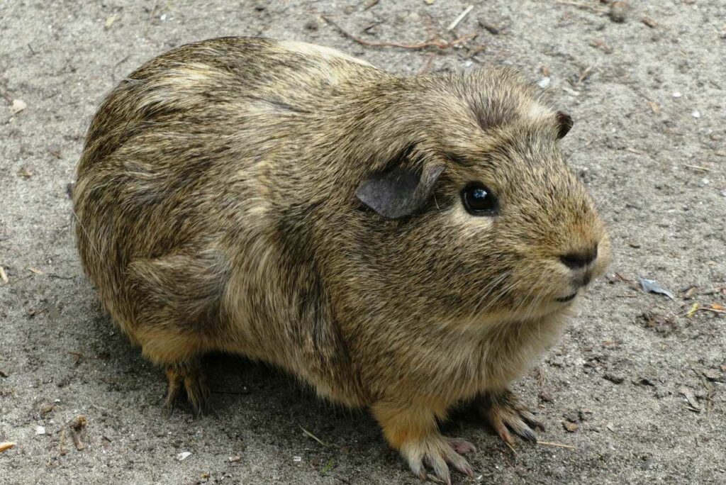 Guinea Pig