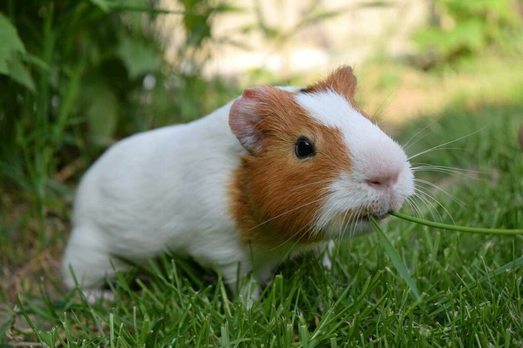 Guinea Pig