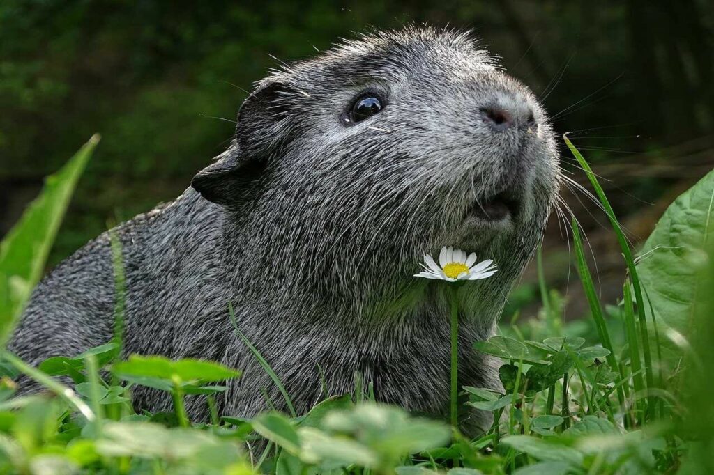 Guinea Pig