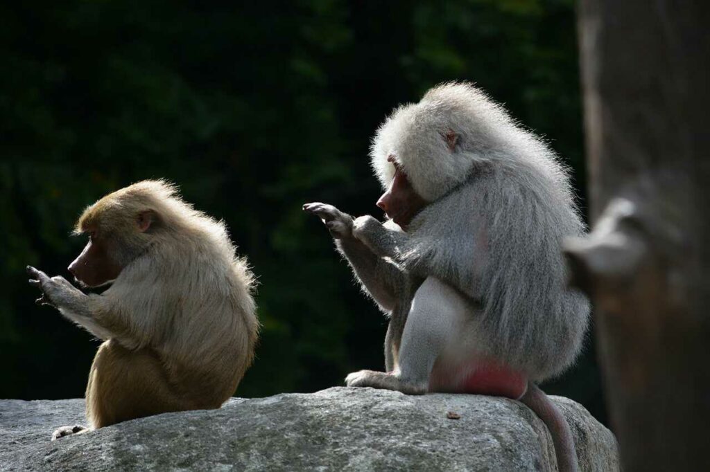 マントヒヒ