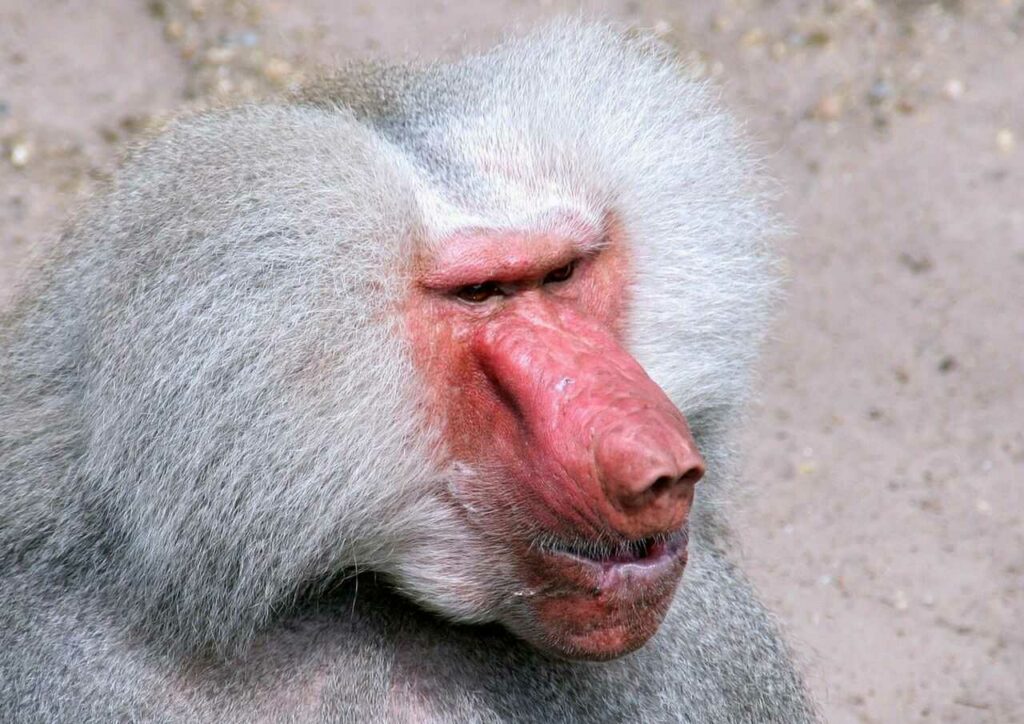 Hamadryas Baboon