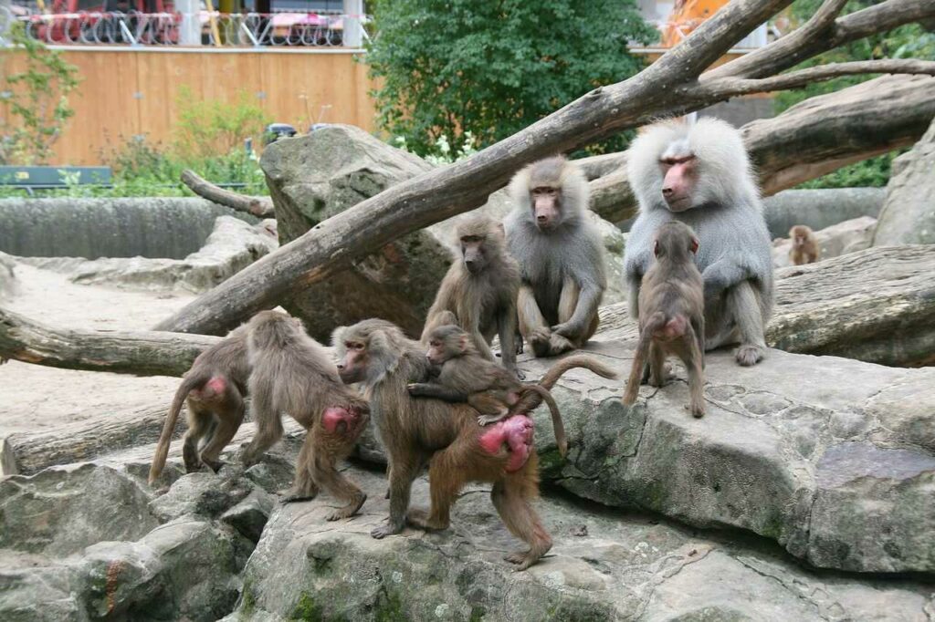 Hamadryas Baboon