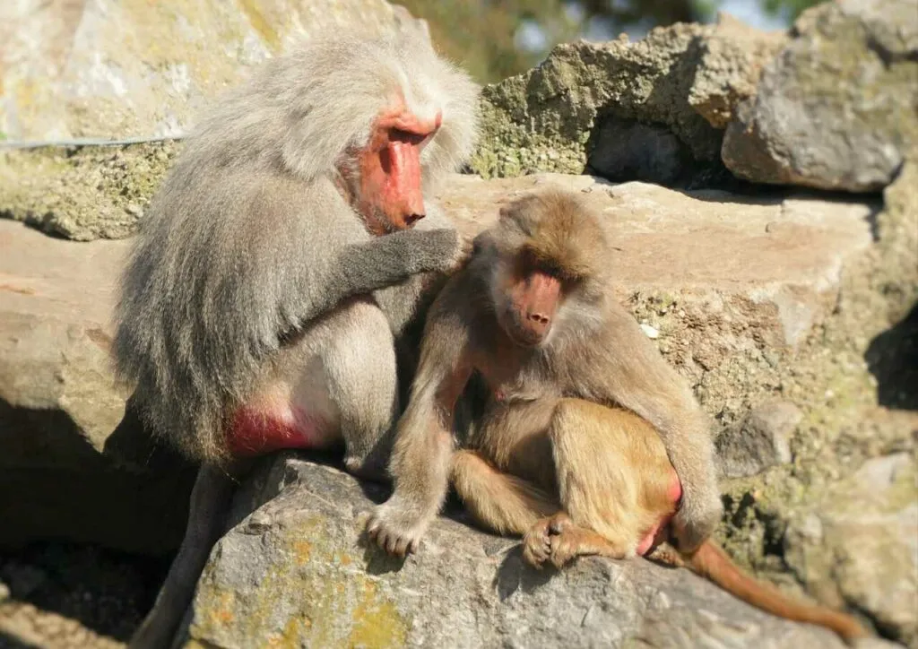 Hamadryas Baboon