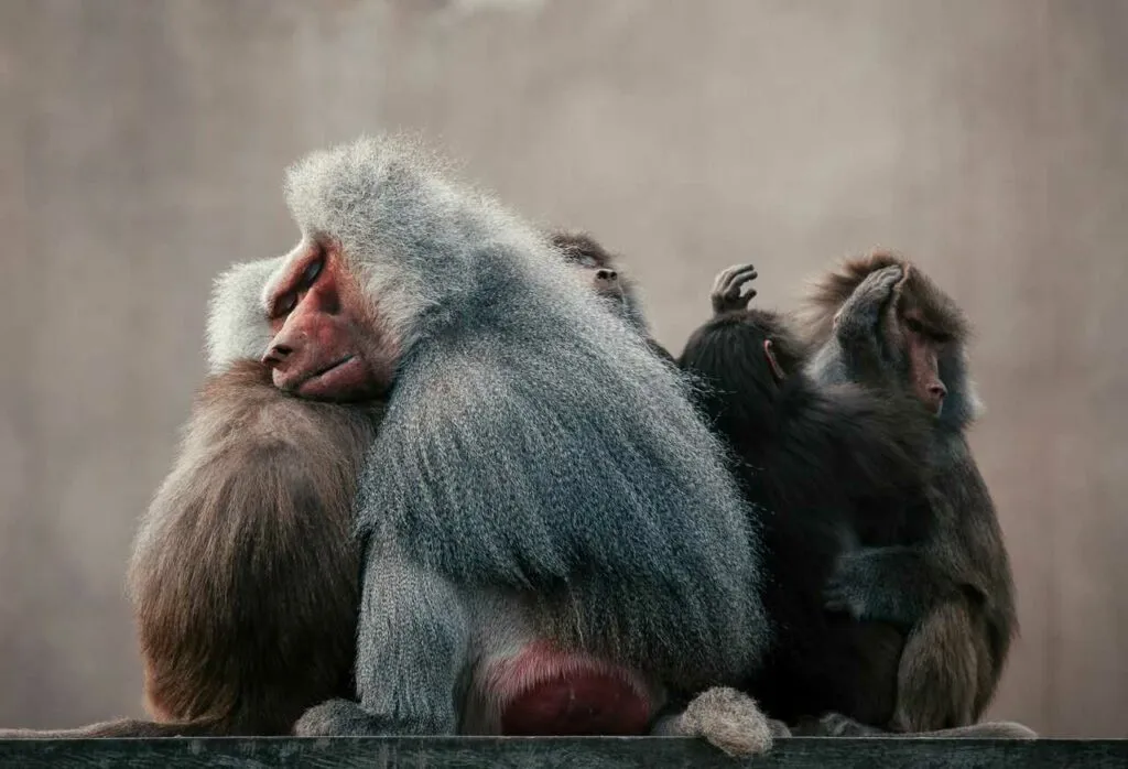 Hamadryas Baboon