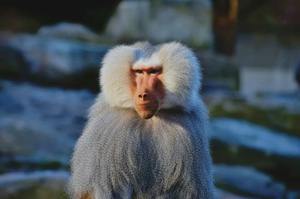 Hamadryas Baboon