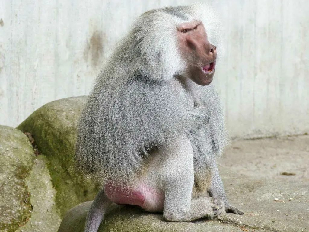 Hamadryas Baboon