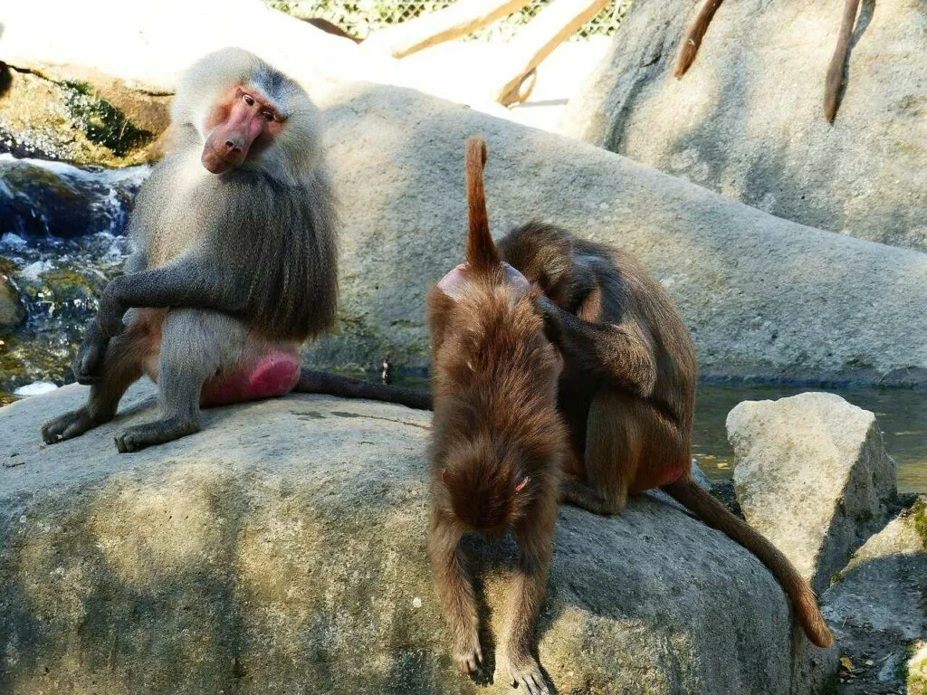 Hamadryas Baboon