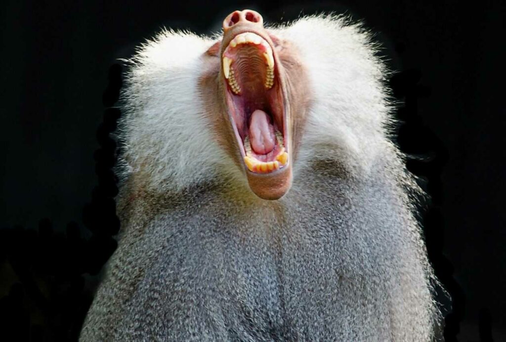 Hamadryas Baboon