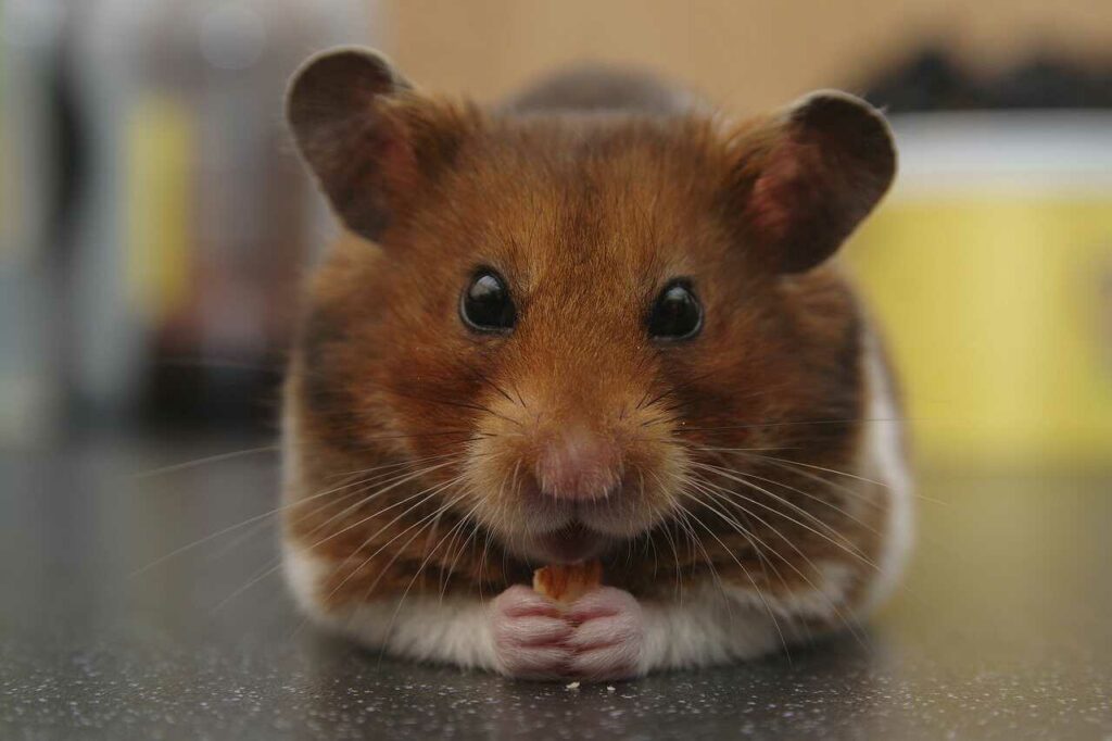 Hamster