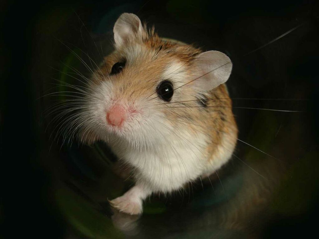 Hamster