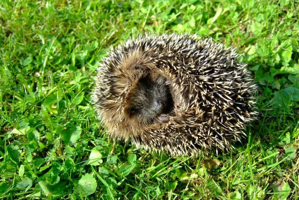 Hedgehog