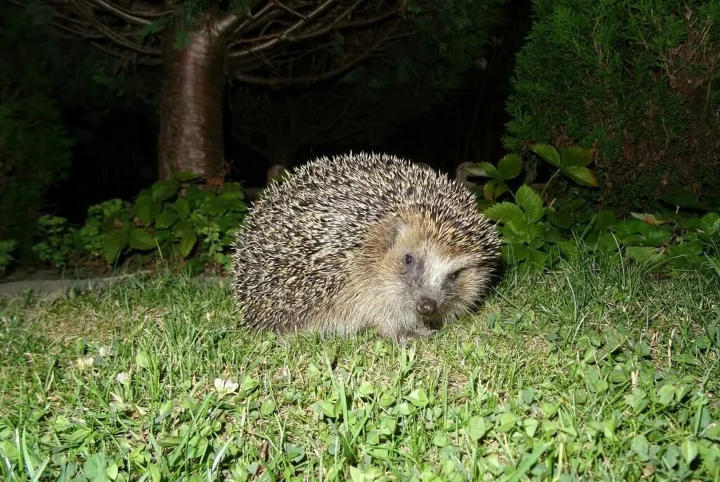 Hedgehog