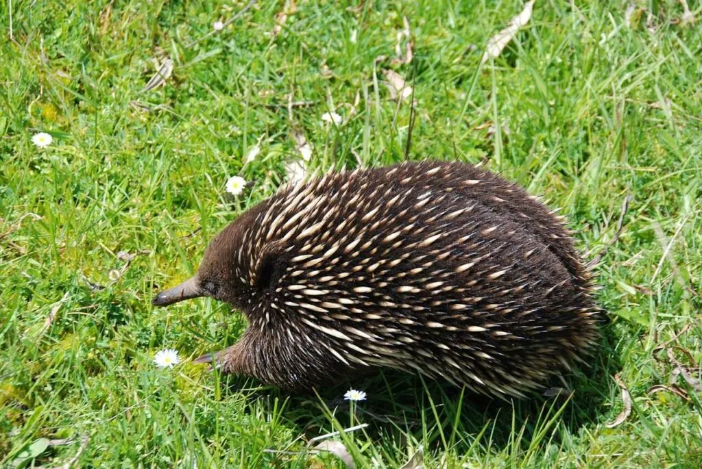 Hedgehog