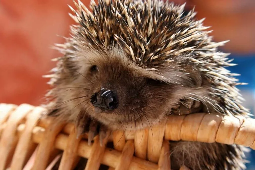 Hedgehog