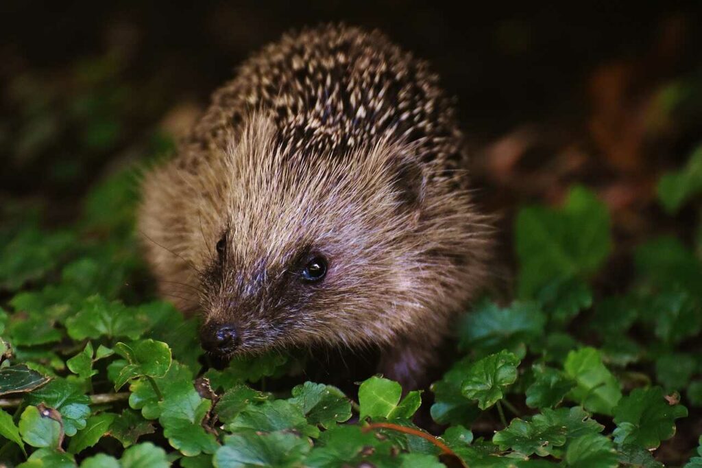 Hedgehog