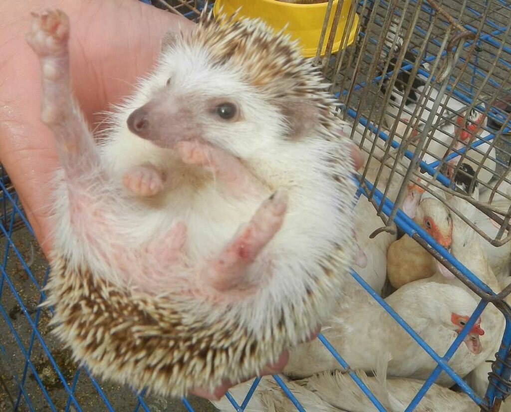 Hedgehog