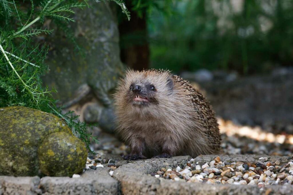 Hedgehog