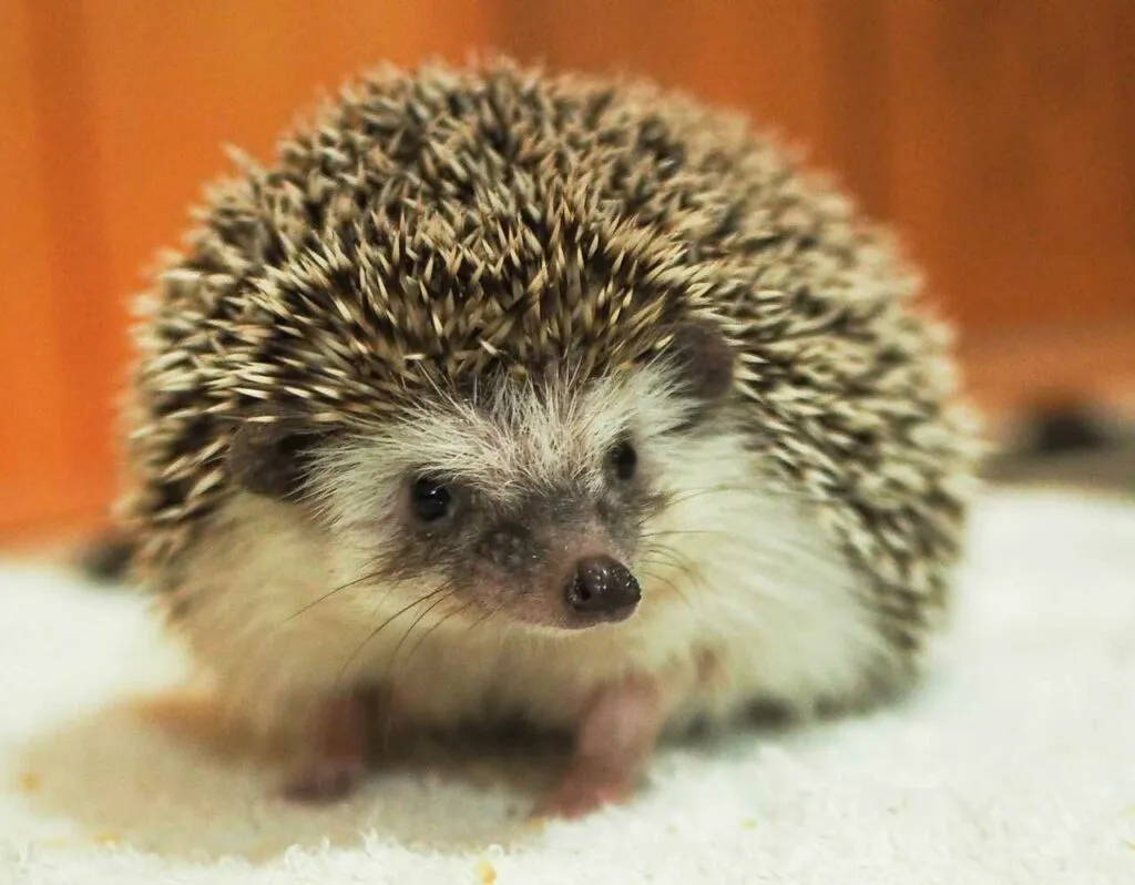 Hedgehog