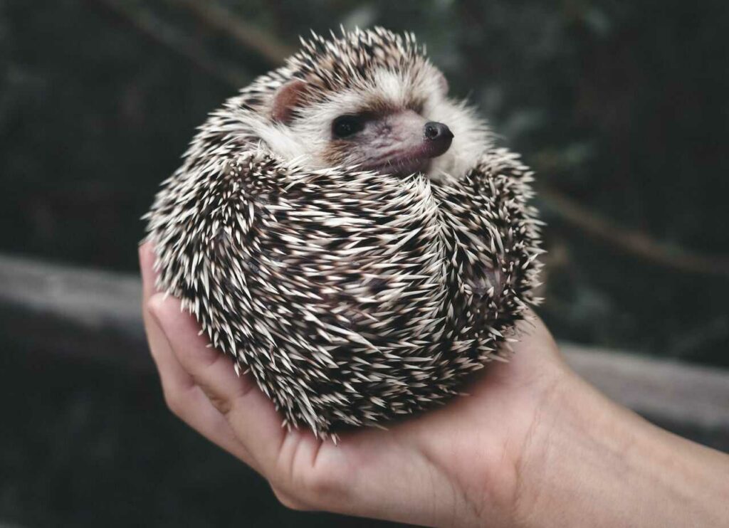 Hedgehog