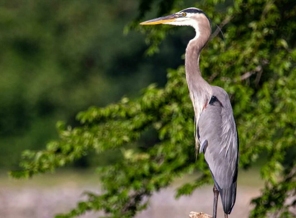 Heron