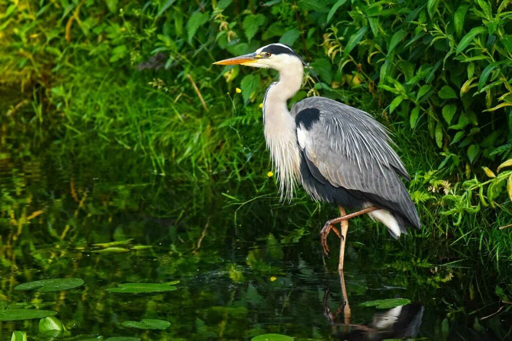 Heron