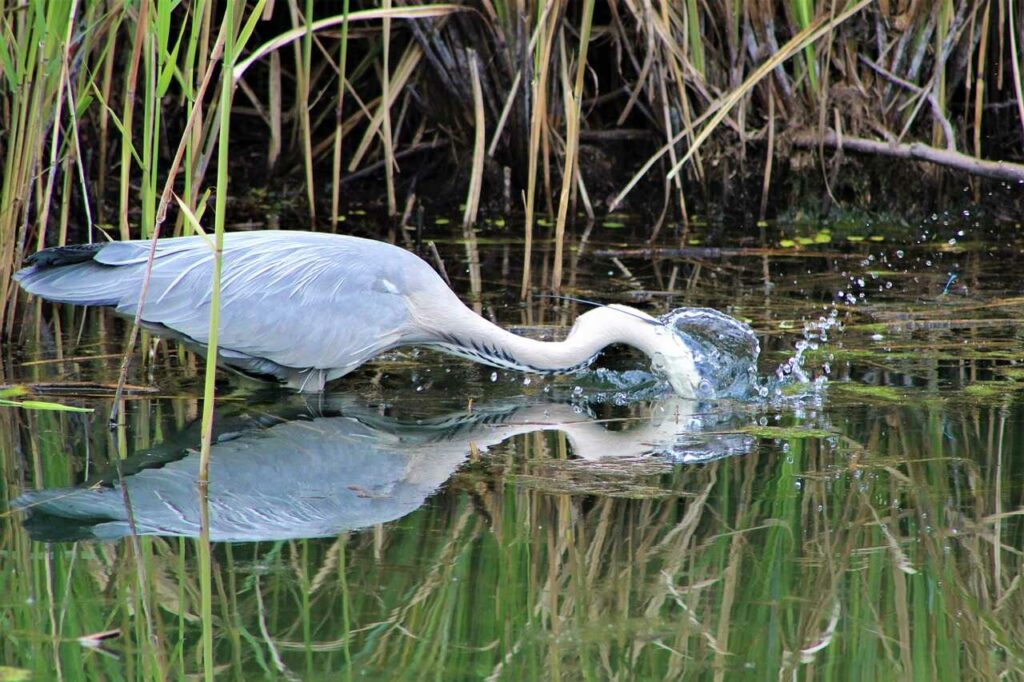 Heron