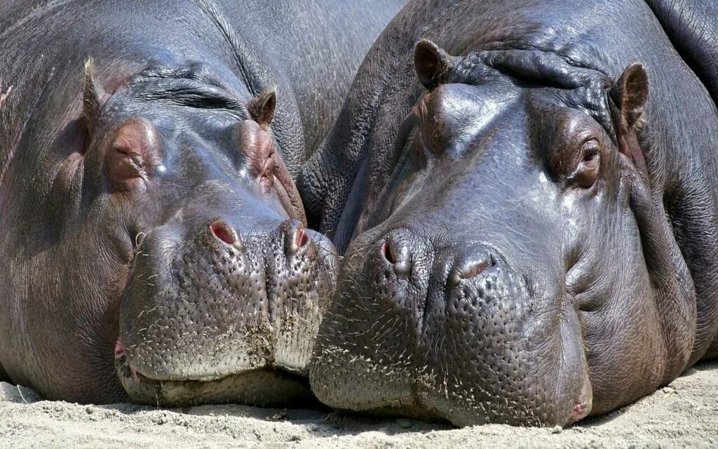 Hippopotamus