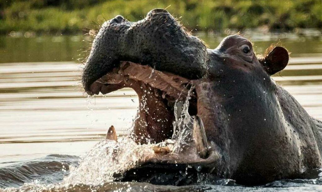 Hippopotamus