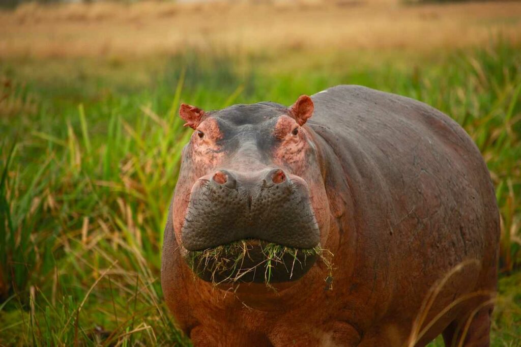 Hippopotamus