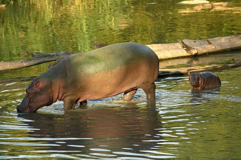 Hippopotamus