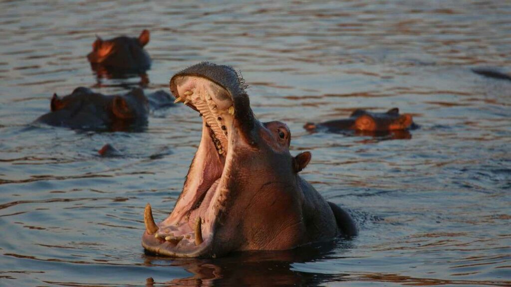 Hippopotamus