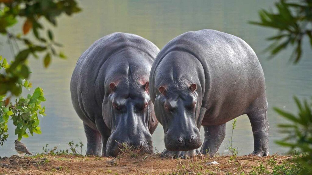 Hippopotamus