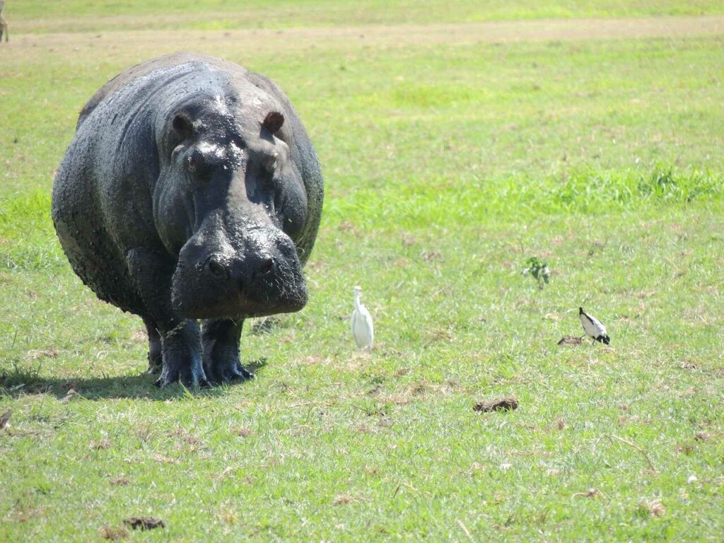 Hippopotamus