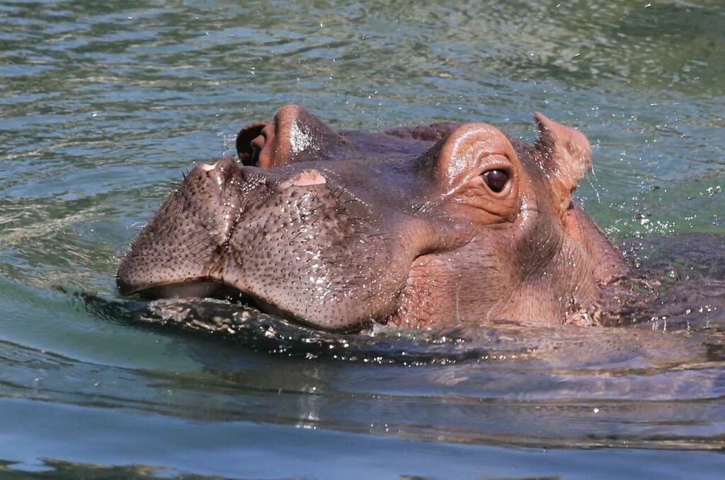 Hippopotamus